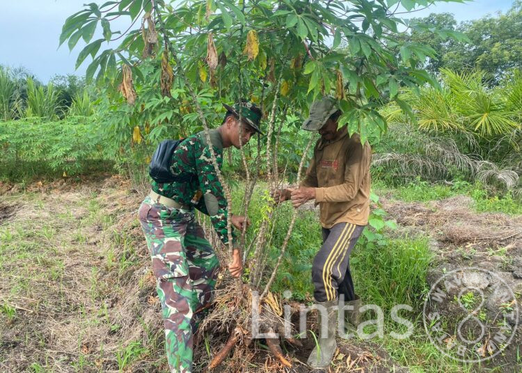 Praka Bagus Romadhon, Satgas TMMD Reg Ke-116, Kodim 1203/Ktp Bantu Warga Panen Singkong