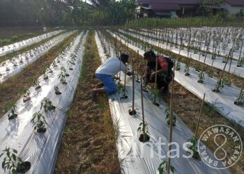 Wujudkan Hasil Yang Maksimal, Babinsa Koramil 17/Idi Tunong Dampingi Petani Cabai