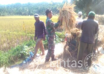 Dengan Sigap Dan Tidak Memikir Panjang, Serda Suyono Babinsa Koramil 21/Madat Terjun Kesawah Membantu Petani Panen Padi