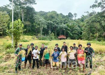 Dukung Ketahanan Pangan, Satgas Yonif 725/Woroagi Bantu Petani Panen Padi Di Perbatasan