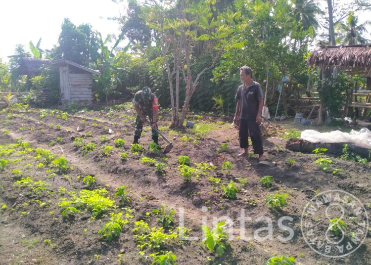 Jaga Kesuburan Tanaman Cabe, Babinsa Koramil 05/Idr Bantu Petani Rawat Petani Cabe Dan Pembersihan Gulma