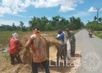 Desa Blang Bate, Babinsa Koramil 04/Plk Bantu Panen Padi