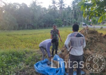 Bantu Petani Panen Padi, Serma Bobi JD Babinsa Koramil 17/Idi Tunong Terjun Ke Sawah