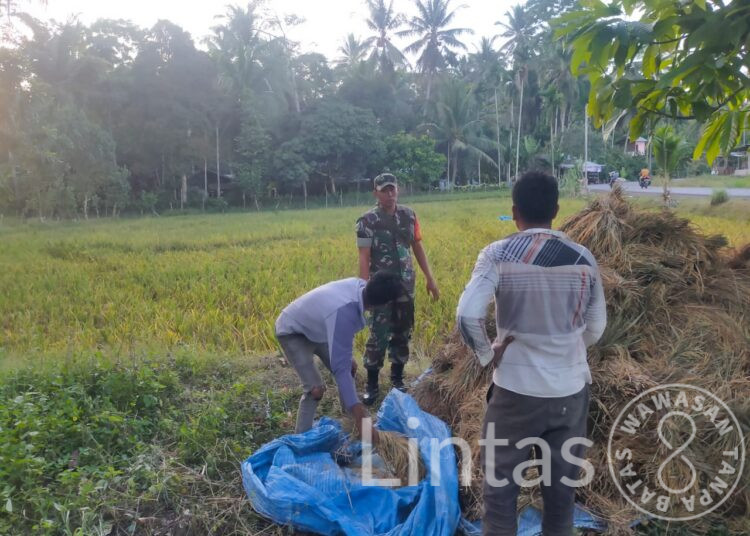 Bantu Petani Panen Padi, Serma Bobi JD Babinsa Koramil 17/Idi Tunong Terjun Ke Sawah