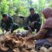 Anggota Satgas TMMD Reguler Ke-116 Bantu Warga Kupas Kelapa Di Sela-Sela Istirahat