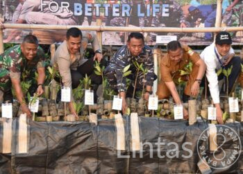 Acara Puncak Penanaman Mangrove Nasional Di Hadiri Presiden RI