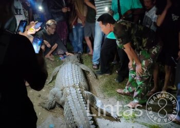 Sertu Moh Yana Babinsa Koramil 0115/Cimanggu, Bersama Warga Tangkap Buaya Yang Terkam Warga