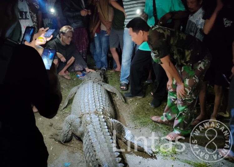 Sertu Moh Yana Babinsa Koramil 0115/Cimanggu, Bersama Warga Tangkap Buaya Yang Terkam Warga