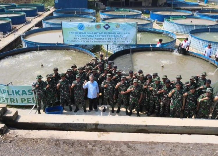 Panen Ikan Nila Hitam Dengan Aplikasi Bios 44 Di Komplek Industri Perikanan PT. Indohatchery Bangun Insan Sejahtera (PT.IBIS)