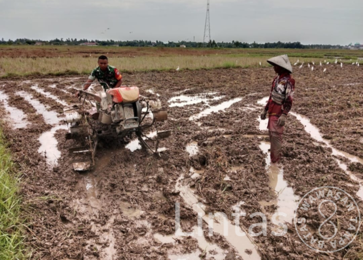 Bergelimang Dengan Lumpur, Babinsa Koramil 15/Plkb Bantu Bajak Sawah Dengan Traktor