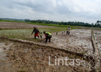 Babinsa Serma Chandra Bantu Petani Tanam Padi Milik Warga Desa Binaan
