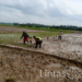 Babinsa Serma Chandra Bantu Petani Tanam Padi Milik Warga Desa Binaan