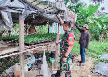 Ini Dia, Cara Sukses Penyemaian Cabai Merah Dari Serda Supransyah Untuk Warga Binaannya