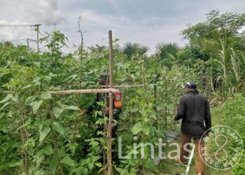 Sertu Saeful Pemantauan Pertumbuhan Dan Perkembangan Petani Kacang Panjang