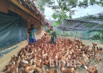 Dukung Ketahanan Pangan, Koptu Hadi Purnomo Sambangi Peternak Ayam Petelur
