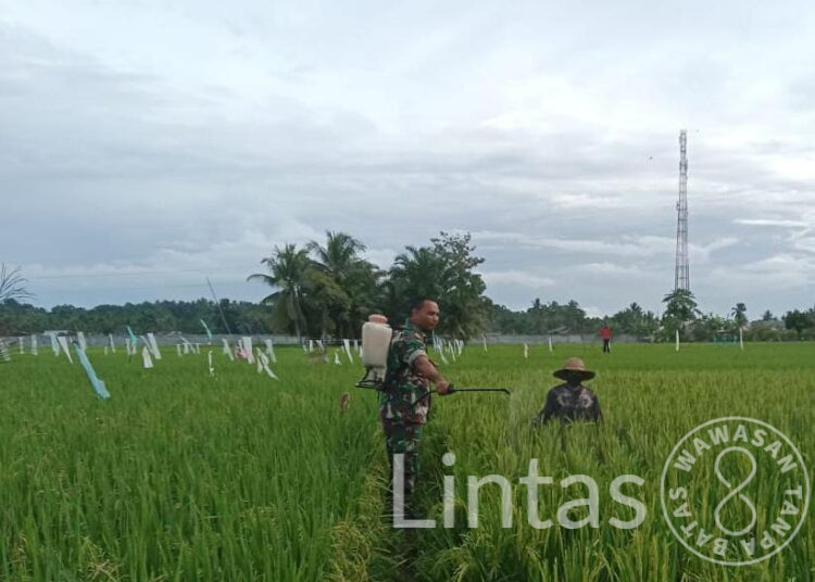 Babinsa Armen : Penyemprotan Fase Penting Dilakukan Guna Cegah Hama Padi