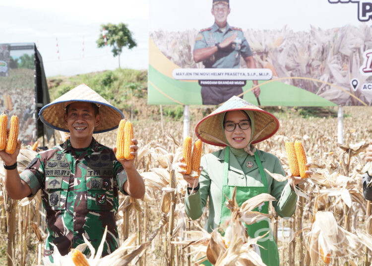 Situasi Elnino, Program I’M Jagung Yang Diprakarsai Pangdam IM Sukses Panen Perdana