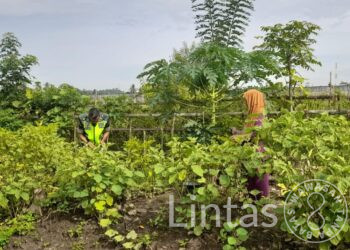 Pedoman Praktis, Sertu Fajar Bantu Perawatan Optimal Tanaman Cabe