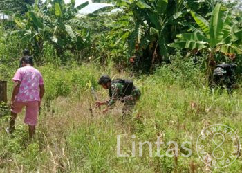 Wujudkan Ketahanan Pangan Lokal, Satgas Yonif 310/KK Bantu Warga Buka Lahan Kosong Untuk Perkebunan