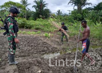 Satgas Yonif 310/KK Bantu Olah Lahan Dan Tanami Singkong di Ladang Ikonius Kiapra