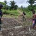 Satgas Yonif 310/KK Bantu Olah Lahan Dan Tanami Singkong di Ladang Ikonius Kiapra
