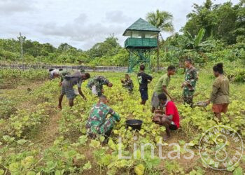 Hasil Kebun Pos Towe, Satgas Yonif 310/KK Ajak Warga Panen Kacang Hijau