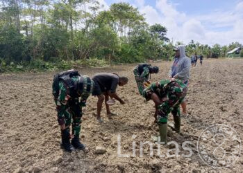 Semangat Swasembada Pangan, Satgas Yonif 310/KK Bersama Warga Perbatasan Tanam Bibit Jagung