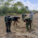 Semangat Swasembada Pangan, Satgas Yonif 310/KK Bersama Warga Perbatasan Tanam Bibit Jagung
