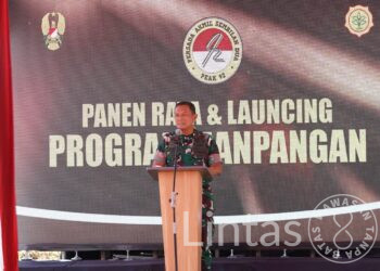 Dorong Ketahanan Pangan: TNI AD Panen Raya Jagung di Majalengka