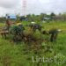 Peduli Lingkungan, Satgas Habema Bersama Warga Bersihkan Lapangan Gereja Kenyam