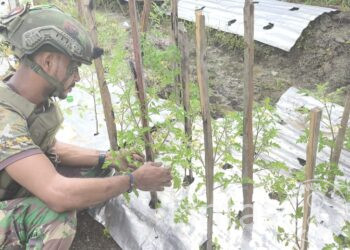 Ketahanan Pangan Satgas Habema di Mapenduma