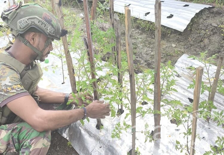 Ketahanan Pangan Satgas Habema di Mapenduma