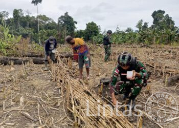 Ketahanan Pangan Digalakkan, Satgas Yonif 310/KK Bersama Warga Perbatasan Tanam Bibit Jagung