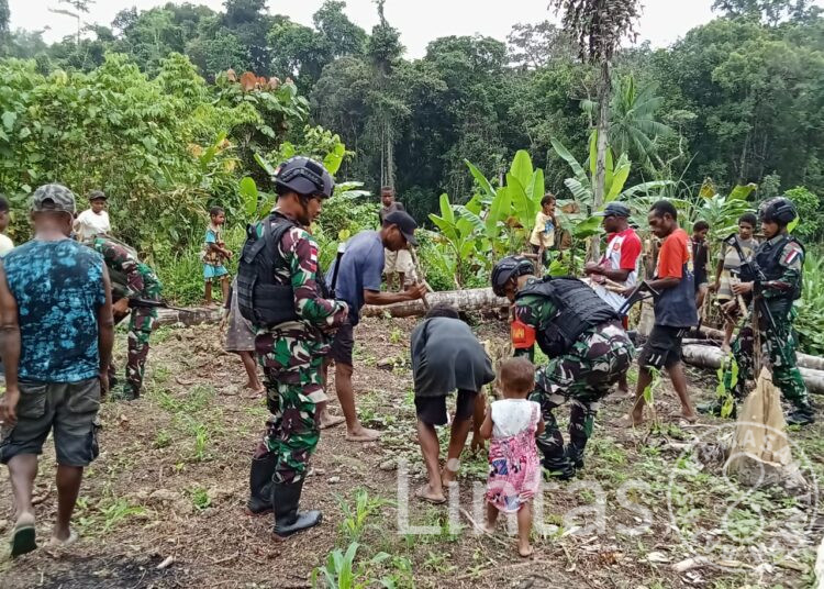 Satgas Yonif 310/KK Bantu Warga Merawat Kebun, Demi Tingkatkan Hasil Panen