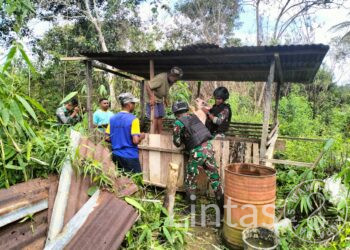 Satgas Yonif 310/KK Lakukan Pendampingan Terhadap Warga Perbatasan Dalam Berternak Babi