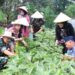 Lanud Husein Sastranegara Panen Sayuran Bersama Warga Bojong Koneng Untuk Dukung Ketahanan Pangan