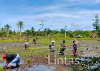 Tangan Penuh Lumpur Demi Ketahanan Pangan