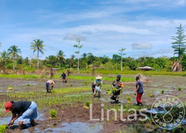 Tangan Penuh Lumpur Demi Ketahanan Pangan