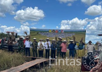Kampung Kaliki Panen Perdana Padi Seluas 43 Hektar