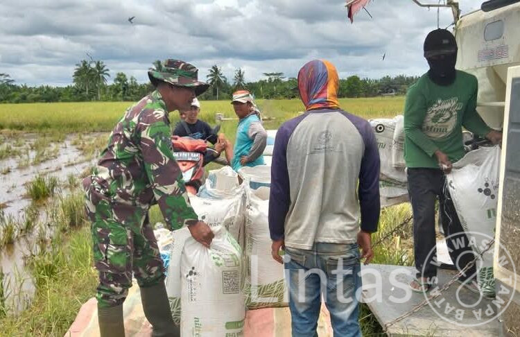 Dukung Ketahanan Pangan, Babinsa Rawa Mulia Dampingi Petani Pasca Panen Padi