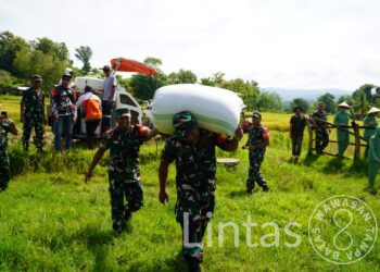Panen Raya Padi Bersama TNI AD, Pangdam IX/Udayana : Langkah Menuju Kesejahteraan Petani