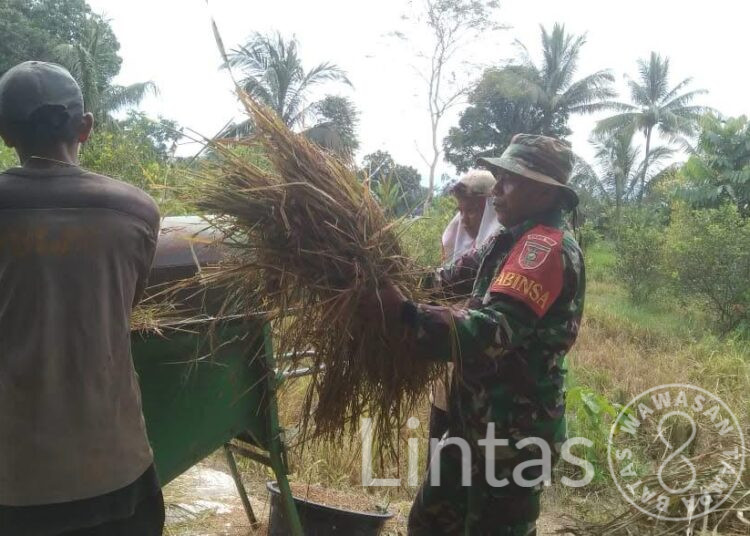 Babinsa Dampingi Petani Panen Padi di Bulan Ramadhan, Wujudkan Ketahanan Pangan