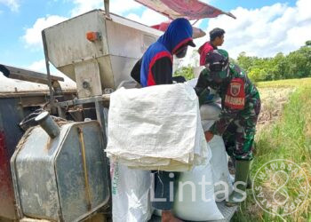 Jaga Ketahanan Pangan, Babinsa Jembayan Lakukan Panen Padi Bersama Petani