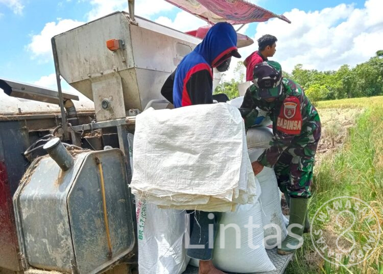 Jaga Ketahanan Pangan, Babinsa Jembayan Lakukan Panen Padi Bersama Petani