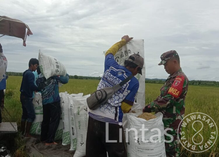 Babinsa Babulu Laut Pendampingan Hanpangan Panen Padi Warga Desa Binaan