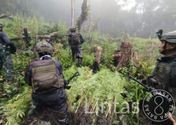 TNI Berhasil Temukan Dan Bongkar Lahan Ganja di Pedalaman Papua