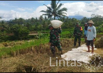 Kodim Wonosobo dan Bulog Turun Langsung ke Sawah, Serap Gabah Petani Demi Kesejahteraan