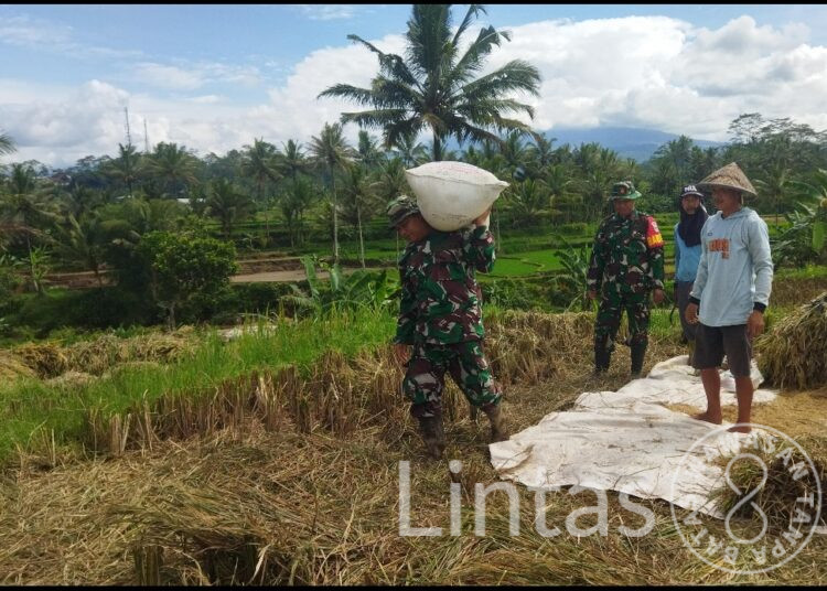 Kodim Wonosobo dan Bulog Turun Langsung ke Sawah, Serap Gabah Petani Demi Kesejahteraan