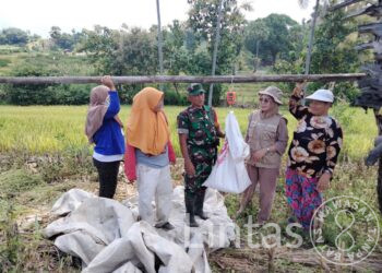 Babinsa Kodim 1425/Jeneponto Dampingi Bulog Serap Gabah, Dukung Swasembada Pangan
