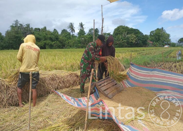 Maksimalkan Hasil Panen Petani, Babinsa Tamalatea Bantu Kumpulkan Rontokan Padi